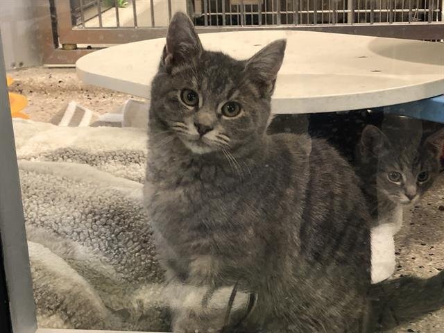 *PAWMEOW - Domestic Short Hair available for adoption