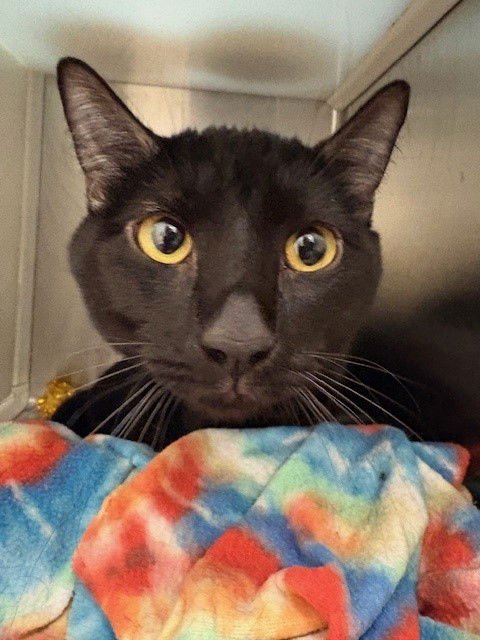 BO - Domestic Short Hair available for adoption