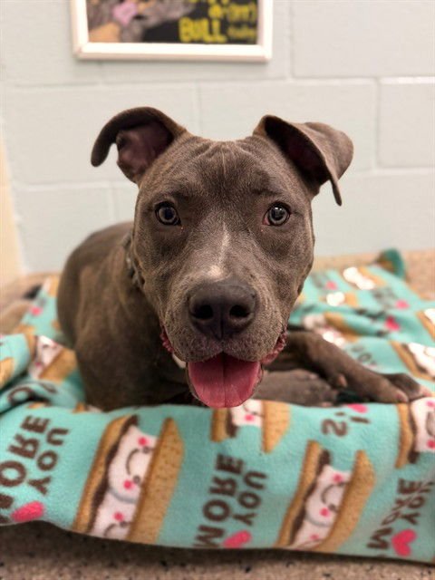 BABS - American Pit Bull Terrier available for adoption