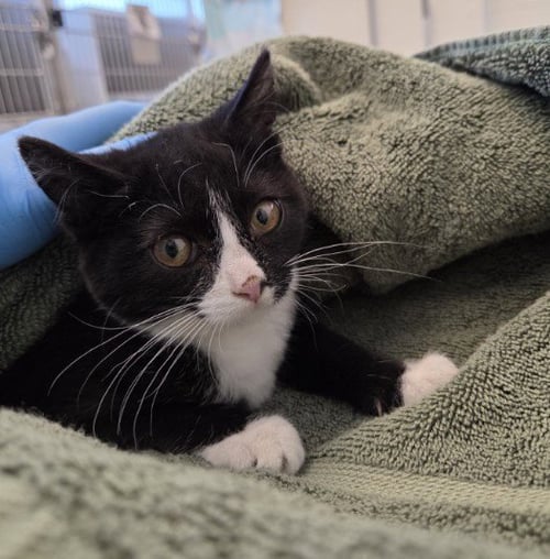 *BELEM - Domestic Short Hair available for adoption