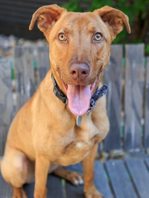 BELLA Image
