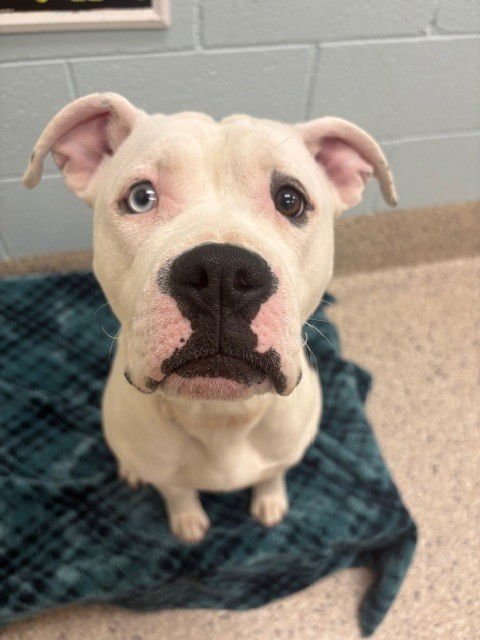 *GALAXY - Pit Bull Terrier available for adoption