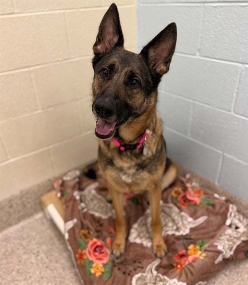 MAYA - German Shepherd Dog available for adoption