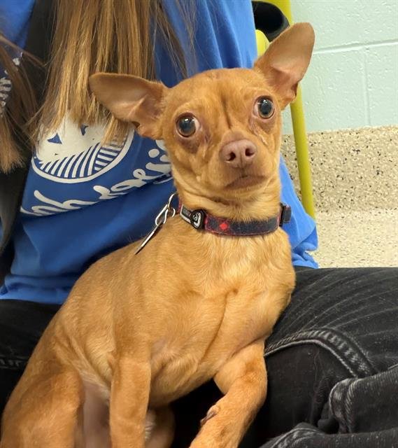 *COBRA - Chihuahua available for adoption