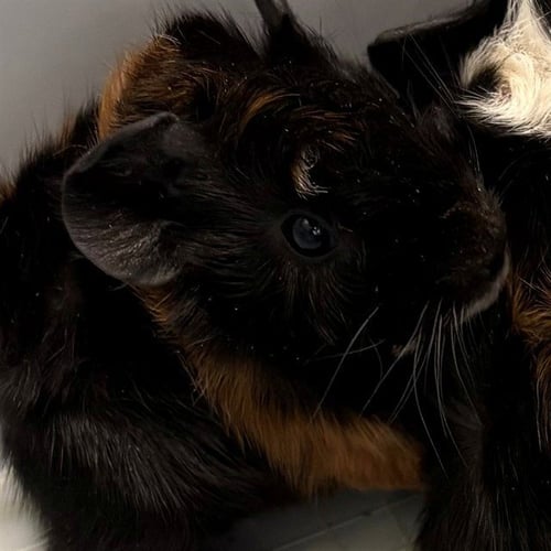 *ACORN - Guinea Pig available for adoption