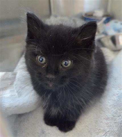 *GRACIE - Domestic Short Hair available for adoption