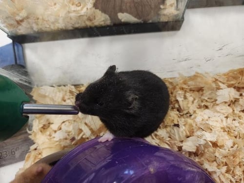 *CHOWDER - Hamster available for adoption