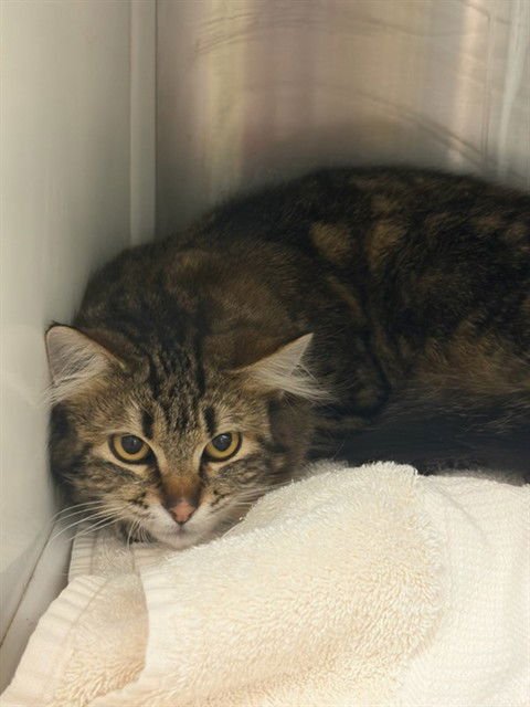 *SPICY KIMCHI - Domestic Medium Hair available for adoption