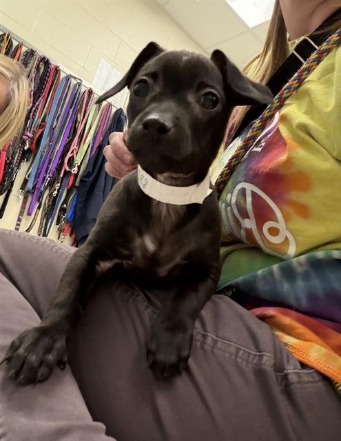 *TOTO - Chihuahua available for adoption