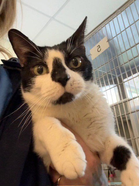 SUSHI - Domestic Short Hair for adoption in Thornton