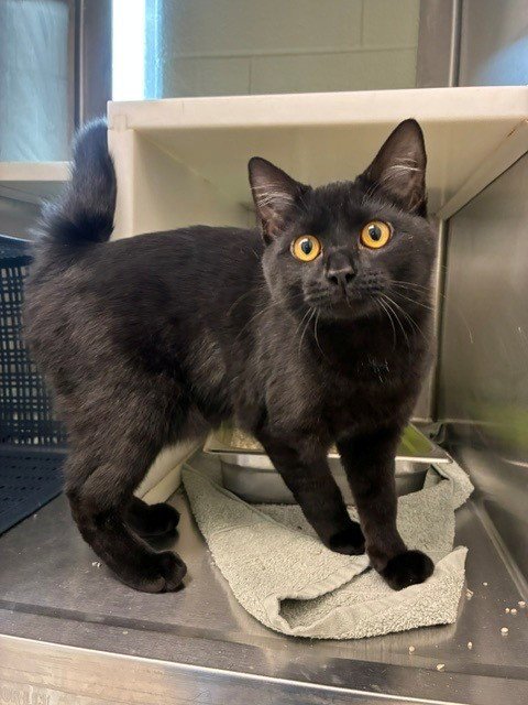 *MORTIMER - Domestic Short Hair available for adoption