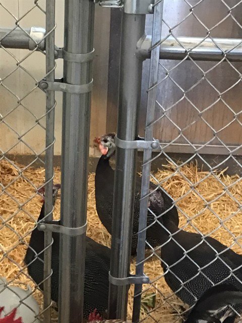 *INA - Gamefowl available for adoption