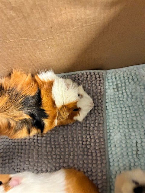 ZOEY - Guinea Pig available for adoption