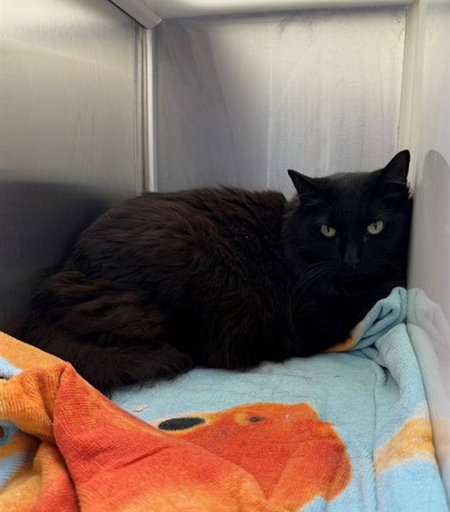 *JOYCE - Domestic Medium Hair for adoption in Thornton