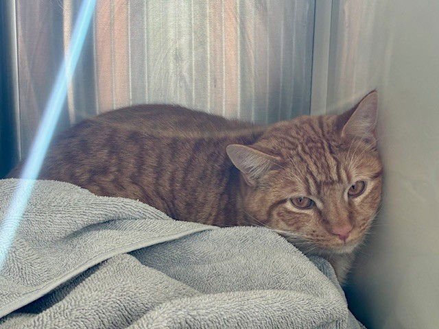 *HAYDEN - Domestic Short Hair available for adoption