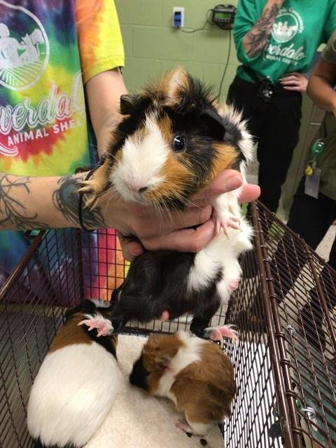 *CHOCOLATE CHIP - Guinea Pig available for adoption