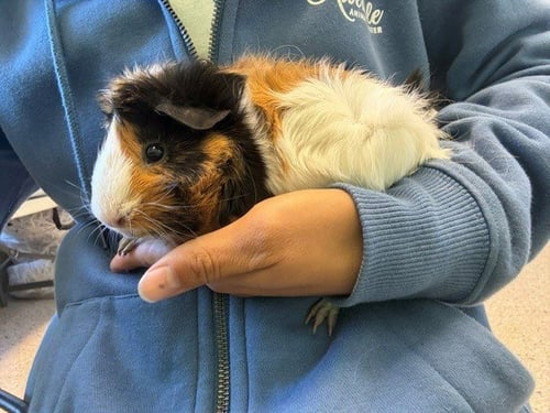 *CHOCOLATE CHIP - Guinea Pig available for adoption