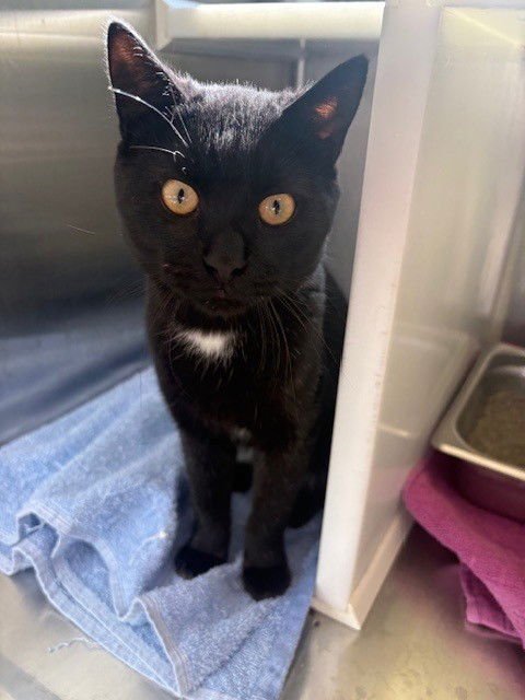 *JIMBO JAMES - Domestic Short Hair available for adoption