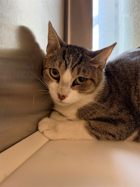 *SOFIA - Domestic Short Hair available for adoption