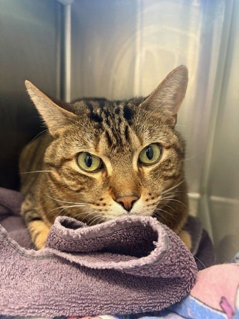 BARRY - Bengal available for adoption