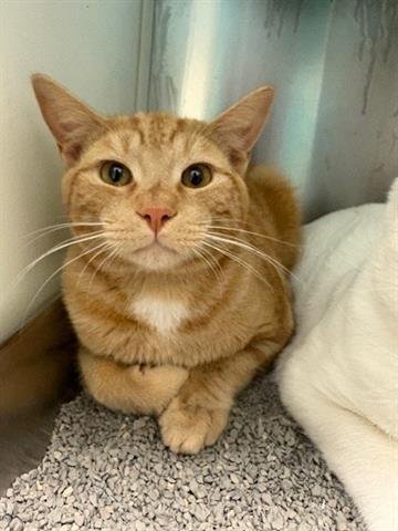 *FRED FLINTSTONE - Domestic Short Hair available for adoption