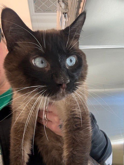 *BIG MAC - Domestic Medium Hair available for adoption