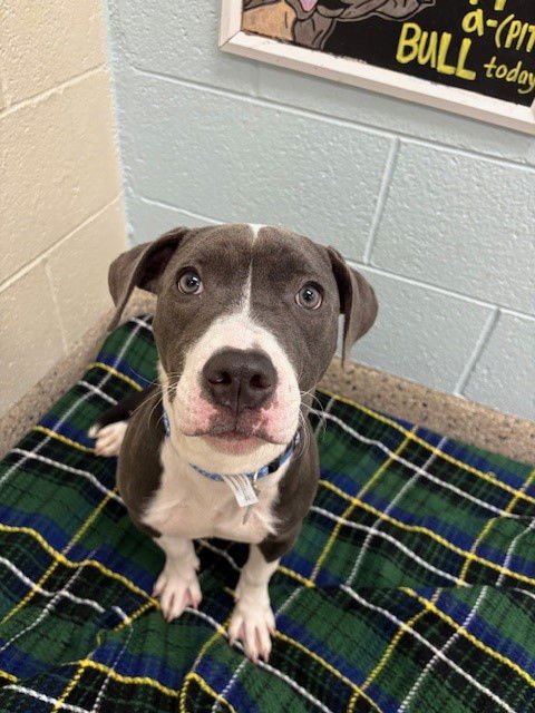 *WONTON - Pit Bull Terrier available for adoption