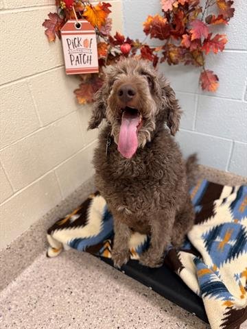 WINSTON - Poodle (Standard) / Golden Retriever available for adoption