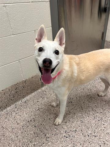 ESTRELLA - Siberian Husky available for adoption