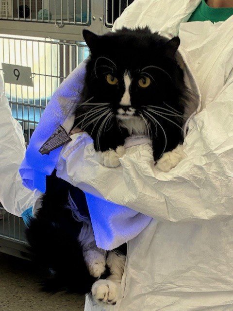 *JOEY - Domestic Long Hair available for adoption