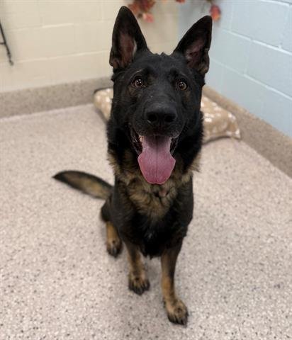 *BISCUIT BANDIT - German Shepherd Dog available for adoption