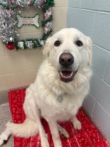 BONNIE - Great Pyrenees available for adoption