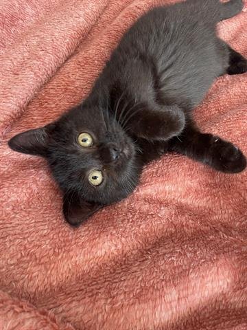 *PECAN - Domestic Short Hair available for adoption