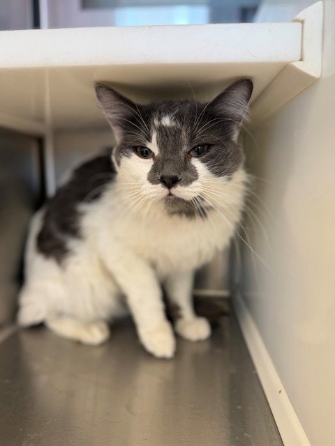 *BRIAN - Domestic Medium Hair available for adoption