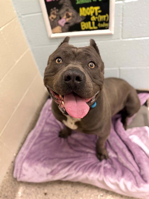 *PINKY - Cane Corso Mastiff available for adoption