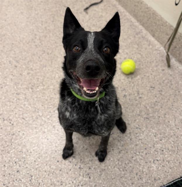 *STEW - Australian Cattle Dog/Blue Heeler available for adoption