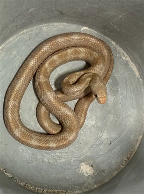*CHEX MIX - Snake available for adoption