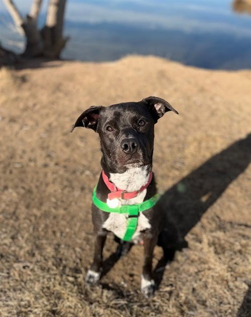 GOHAN - Australian Cattle Dog/Blue Heeler available for adoption