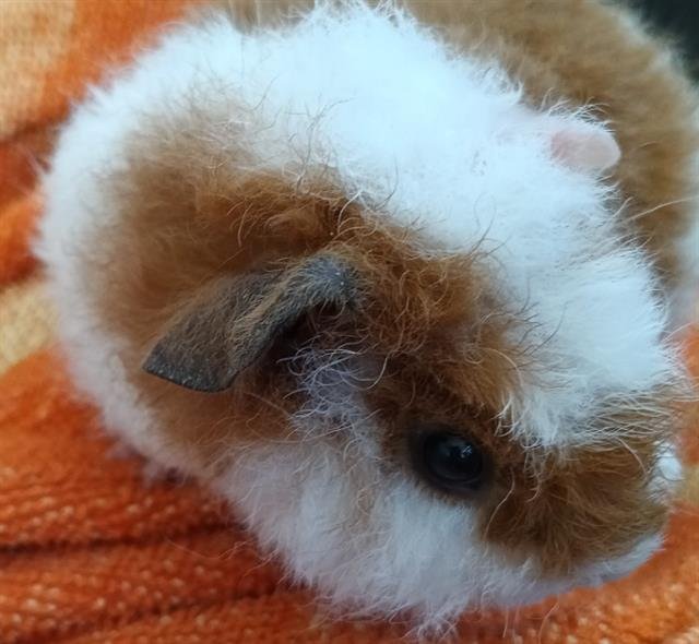 SPUD - Guinea Pig available for adoption