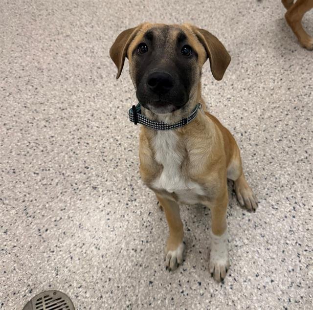 AZULA - Belgian Shepherd Malinois / Saint Bernard available for adoption