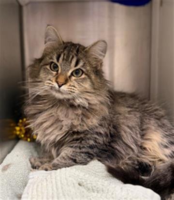 *FRENCH ONION - Domestic Medium Hair available for adoption