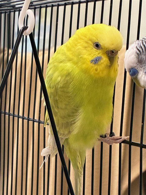 *PUERTO RICO - Parakeet - Other available for adoption