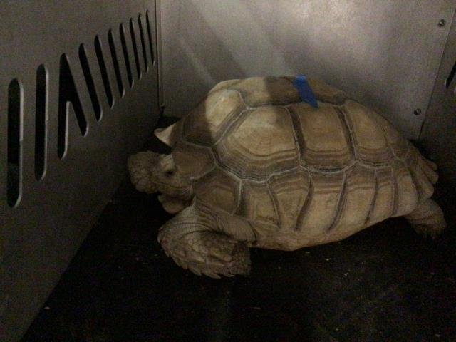 *IGGY - Tortoise available for adoption