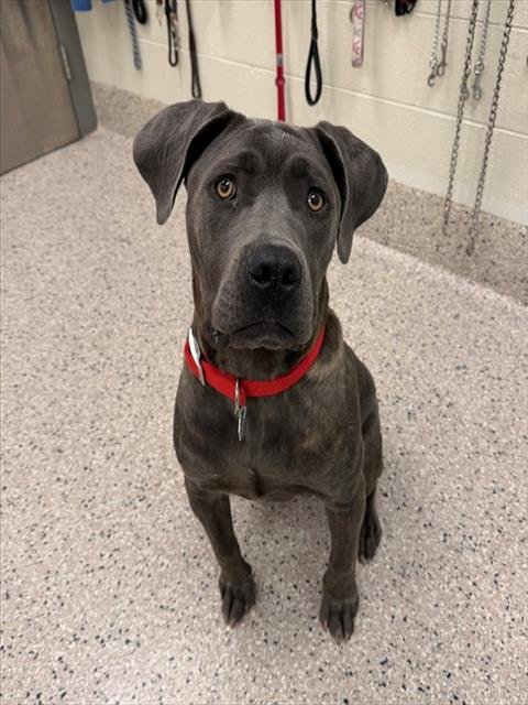 *ROOSTER - Cane Corso Mastiff available for adoption