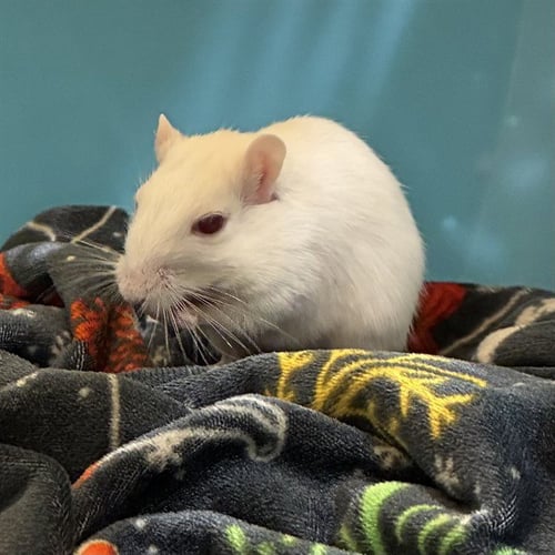 PINKY - Gerbil available for adoption