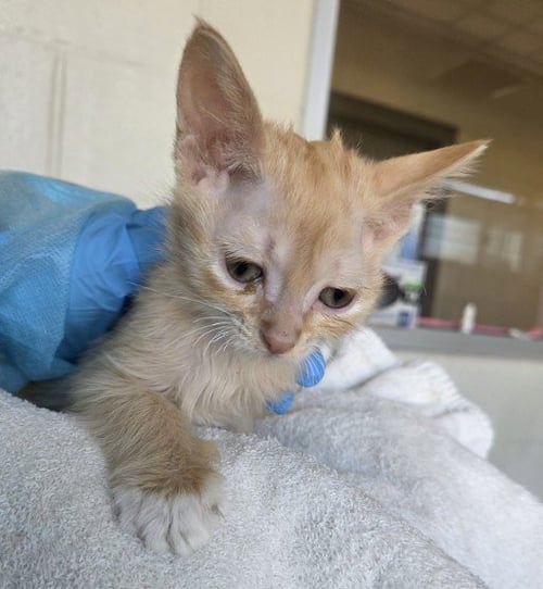 *CORN NUT - Domestic Short Hair available for adoption