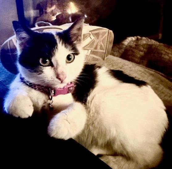 *WARBLER - Domestic Medium Hair available for adoption