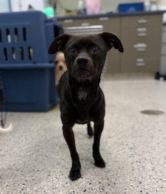 *BENJI - Chihuahua available for adoption