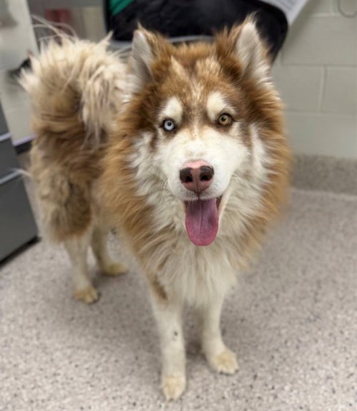 *PICKLE - Siberian Husky available for adoption