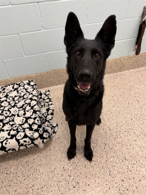 *BILLIE EILISH - German Shepherd Dog available for adoption